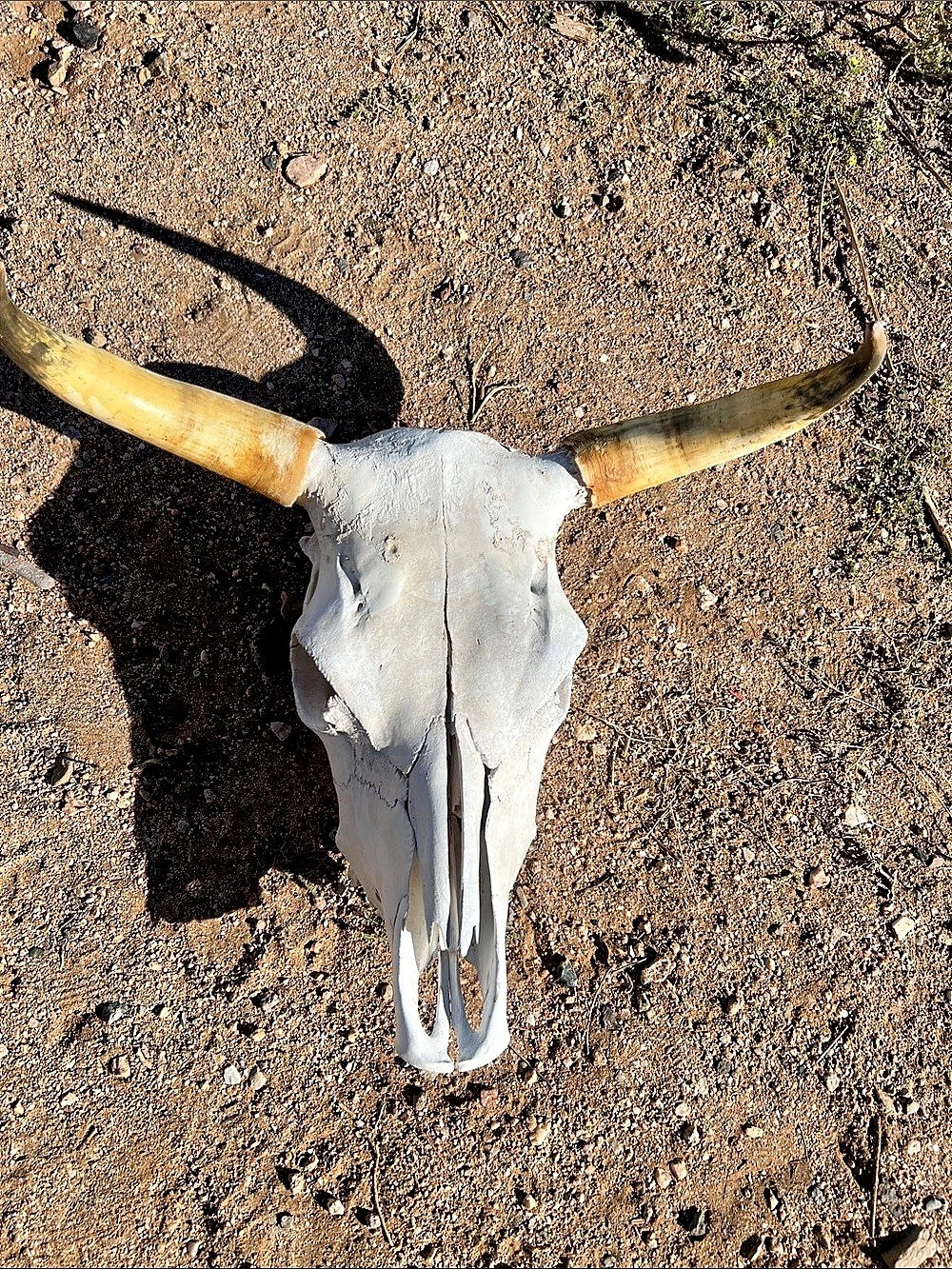 Longhorn Skull Wall Decor